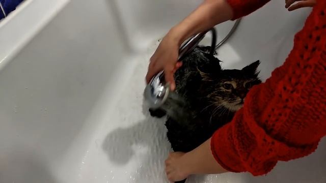 Купание кота, возвратившегося с прогулки смотреть онлайн
