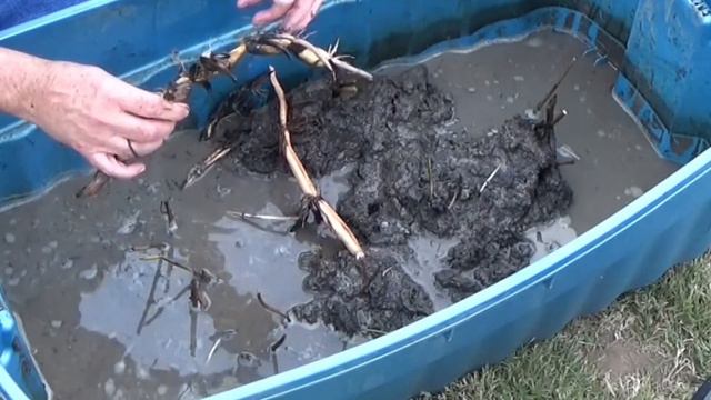 How To Prepare Your Lotus Roots For The Winter 10-4-22 смотреть онлайн