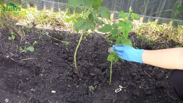 Обрезка малины - 7 дач смотреть онлайн