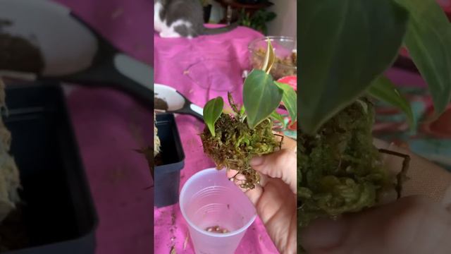 When it’s time to pot up a baby Philodendron Splendid wet stick! 🥹 смотреть онлайн