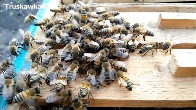 Как пчёлы принимают новую матку. смотреть онлайн