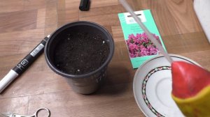 Посев пенстемона на рассаду, первые всходы.