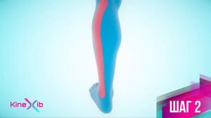 Kinexib - тейпирование икроножной и камбаловидной мышцы