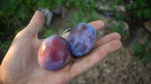 Слива Чачакская ранняя - Агро Сад