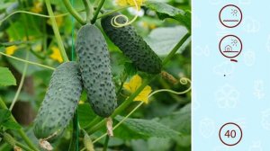 ЧУДО-ОГУРЦЫ ДЛЯ ОТКРЫТОГО ГРУНТА И ПЛЁНОЧНЫХ УКРЫТИЙ. МЕРЕНГА