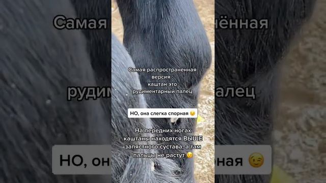 Вопросы в TikTok: О каштанах. Лошади смотреть онлайн