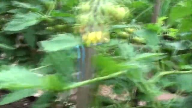 Томат Санька самый неприхотливый детерминантный урожайный смотреть онлайн