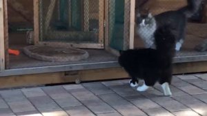 Норвежский лесной кот Onix On Fashion Peak, 9 месяцев