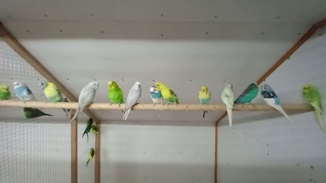 Второй новый вольер для волнистых попугаев