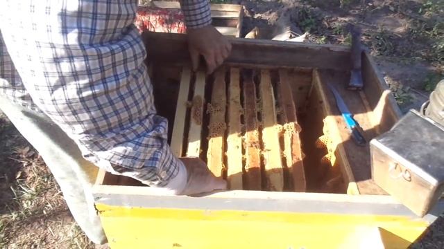 ПЧЁЛЫ (Сборка, утепление гнезда и подрезка меда на рамках) смотреть онлайн