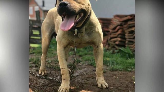 Pitbull Vs Amstaff (American Staffordshire Terrier)