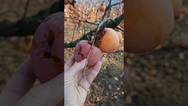 ХУРМА# ПОЛЬЗА#РАДОСТЬ. Анна и Турция@annapogrishchak смотреть онлайн