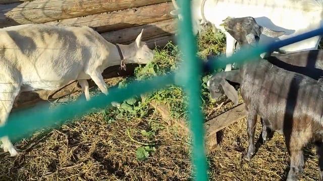 Трава для коз. Меняются приоритеты. смотреть онлайн