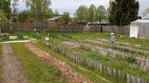 Сажаю картошку на картон./ Как себя чувствуют растения после заморозков