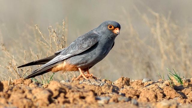 Кобчик - интересные факты смотреть онлайн