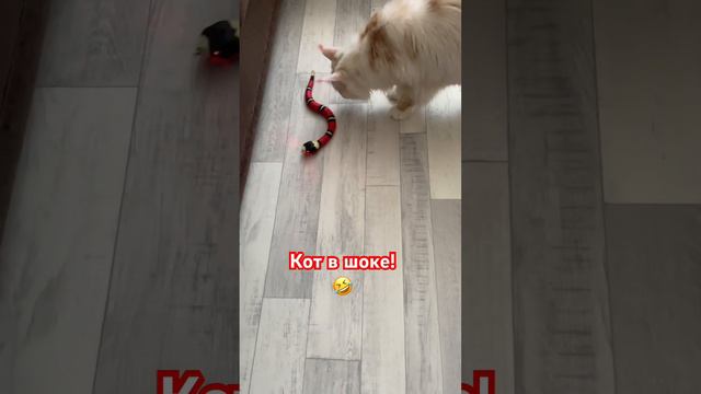 Мася чуть галифе свои не испачкал😀 #мейнкун смотреть онлайн