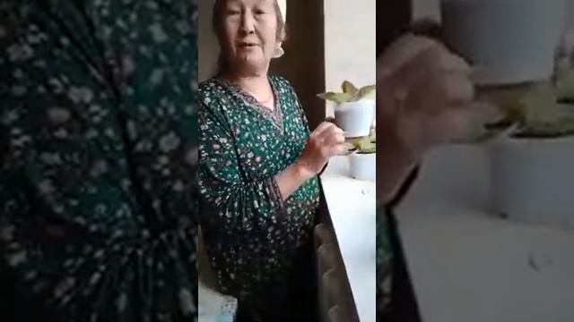 Глоксиния смотреть онлайн
