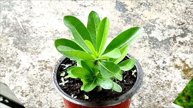 Why do we Defoliate or Prun Adenium Plant Leaves?- Part 1 смотреть онлайн