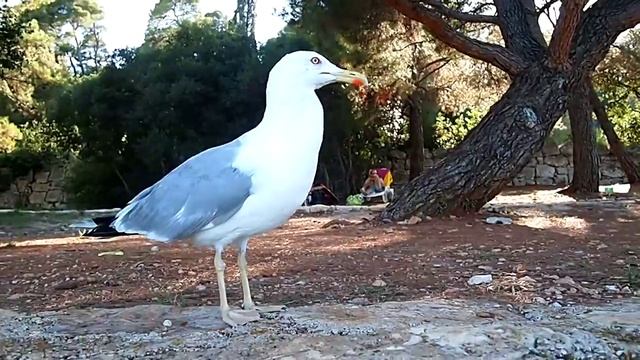 Кормление чайки смотреть онлайн