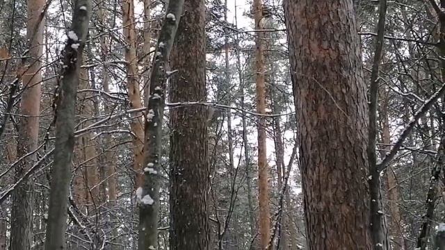 Синицы и белка в лесу. смотреть онлайн