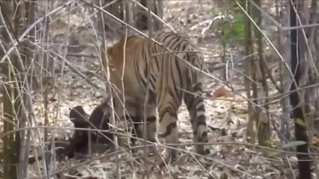 Ussuri brown bear vs Siberian tiger, interaction analysis смотреть онлайн
