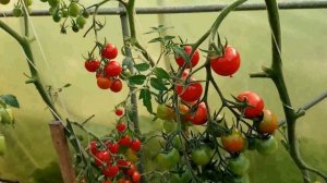 Томат Волшебный Каскад