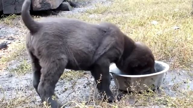 Щенки среднеазиатской овчарки из питомника Аз-Марал продажа смотреть онлайн