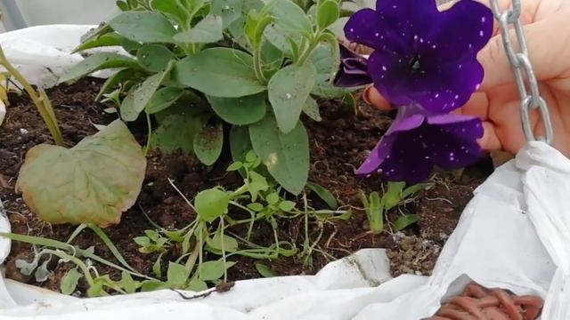 ПЕТУНИЯ Удалять или нет первые цветочки? Хлороз листьев смотреть онлайн