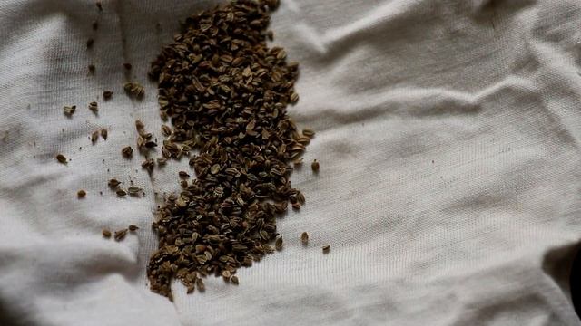 Чтобы не остаться без урожая, сеем морковь правильно смотреть онлайн