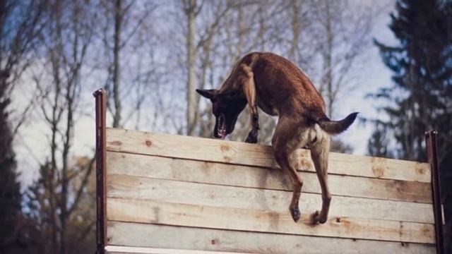 Belgian Malinois Dog - Fun Facts About The Favorite K-9 Dog смотреть онлайн
