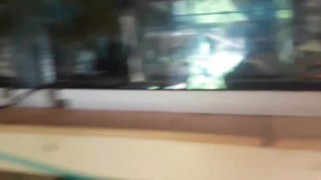 #Сортировка#и#подготовка#к#продаже#аквариумных#рыбок смотреть онлайн