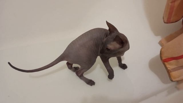 VLOG: Май 2021. Сфинкс ест всё подряд. Аквариум. Парк Дрозды. Минское море смотреть онлайн