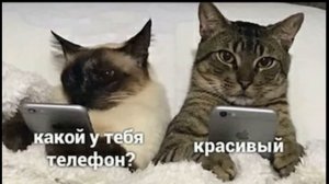 ПРИКОЛЫ! МОЙ РАСПОРЯДОК ДНЯ - МЕМЫ!!! Смешные видео – Доми шоу!
