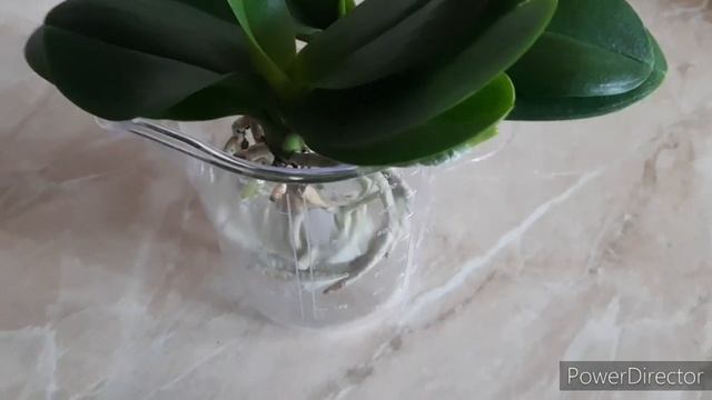 Сажаем Орхидеи в Живой Мох /Групповая посадка 29 сентября 2021г.