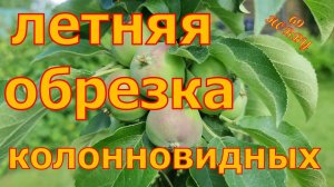 ЛЕТНЯЯ обрезка КОЛОННОВИДНЫХ яблонь! Просто и понятно!