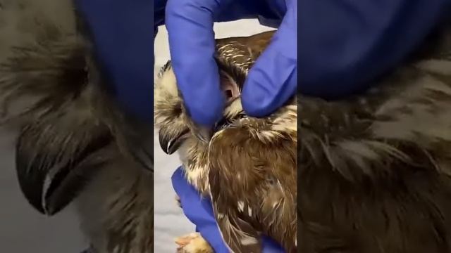 Как выглядит ухо совы смотреть онлайн