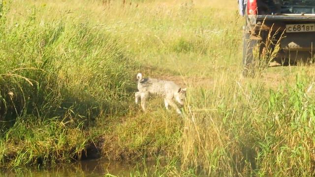Я остался один с Тайгой и Соболем на речке!Девки на работе! смотреть онлайн