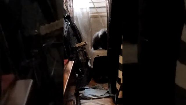 Видео с играющим котёнком =^_^= смотреть онлайн