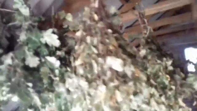 Как заготавливать берёзовые дубовые веники для бани смотреть онлайн