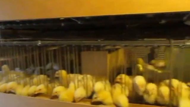 клетка на 1000 суточных цыплят смотреть онлайн