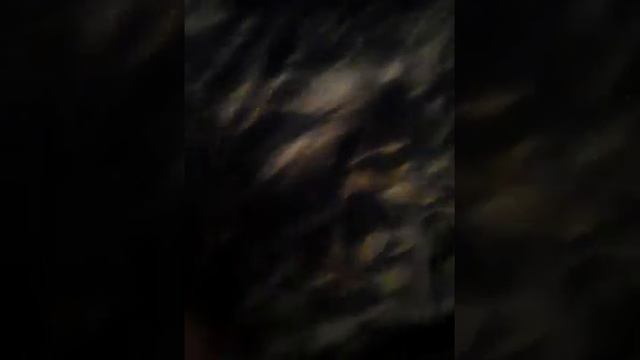 Щенки рычат смотреть онлайн