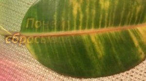 Как вылечить Фикус? Болезни и проблемы выращивания фикуса каучуконосного!