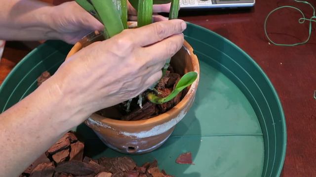 Why I needed to repot this big cattleya right away. смотреть онлайн