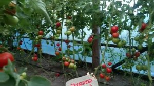 Обзор томата Толстой F1 - вы захотите выращивать его снова и снова...#урожай2022 #томаты