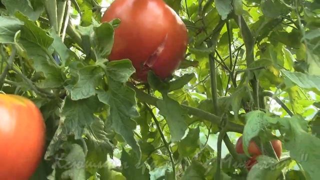 О сортах томатов "Сладкое Чудо" смотреть онлайн