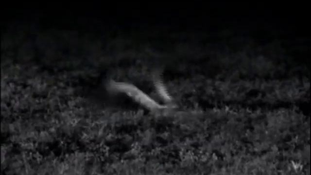 Caracal catches a stork at night, Rate My Science смотреть онлайн