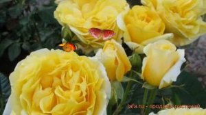 Роза чайно-гибридная Микеланджело (michelangelo) ? обзор: как сажать, саженцы розы Микеланджело