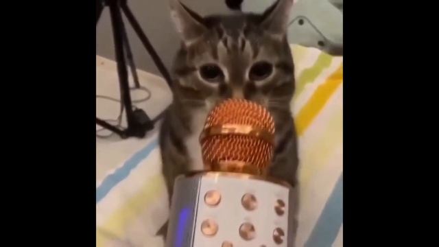 Давай давай, в микрофон побурпи. смотреть онлайн