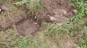 Высадил саженцы винограда с открытой корневой в посадочную яму.