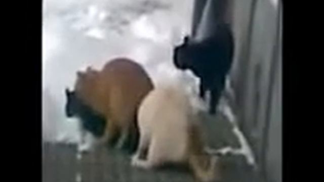 Шарик ШОУ!!! смотреть онлайн